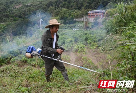 种莓茶才是咱们老百姓的好出路